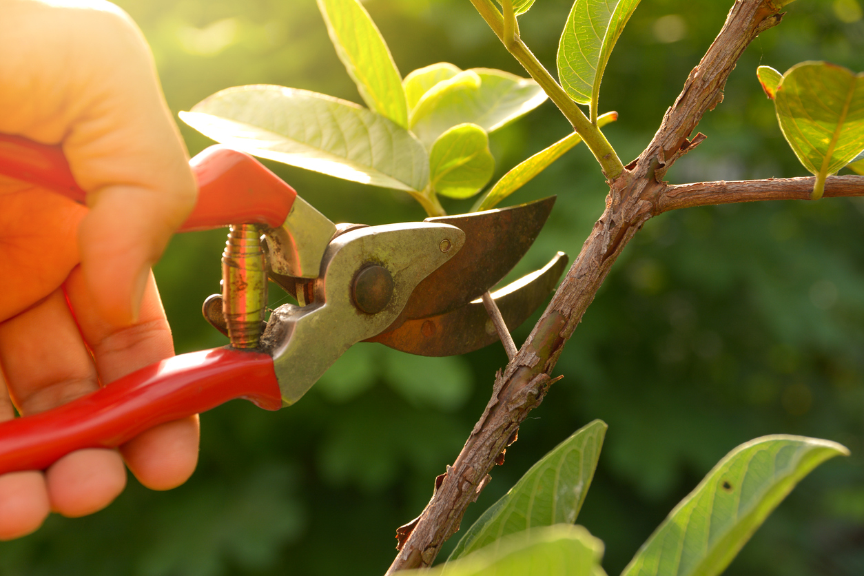 Your Guide To Pruning How To Prune Trees and Shrubs