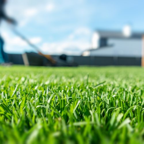 A season-by-season guide on how to care for your lawn