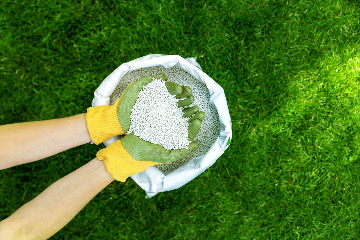 How and When to Fertilise Your Lawn